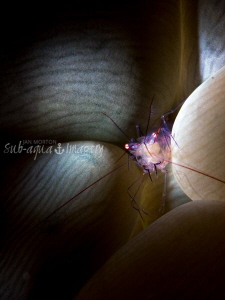 Fibre Optic Snoot lit Bubble Shrimp. Full Frame.
Olympus... by Jan Morton 